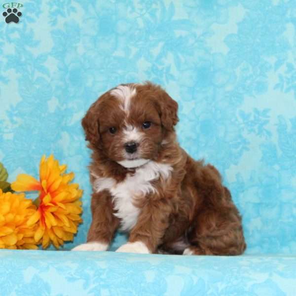 Peanut Butter, Cavapoo Puppy